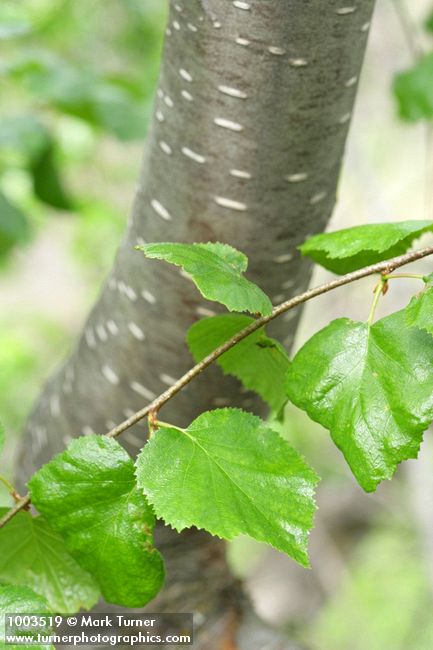 Betula occidentalis