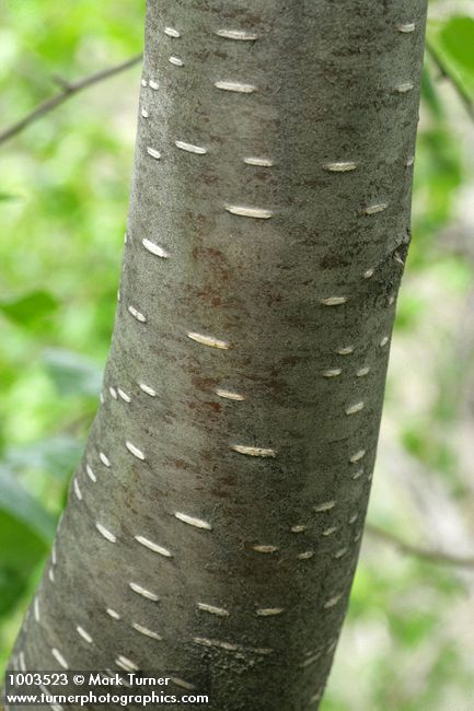 Betula occidentalis
