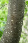 Water Birch bark
