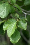 White Alder foliage