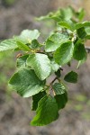 White Alder foliage