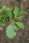 White Alder foliage