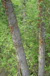 White Alder trunks