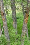 White Alder trunks