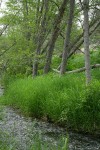White Alder trunks along Service Creek