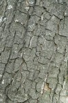 White Alder bark