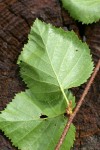 Water Birch foliage reverse & twig detail
