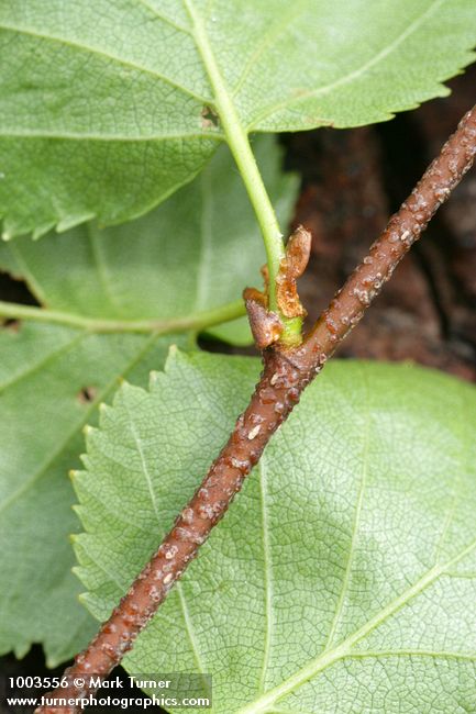Betula occidentalis