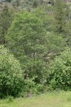 White Alder framed by Chokecherries