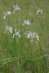 Rocky Mountain Iris