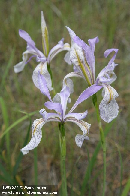 Iris missouriensis