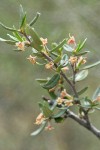 Curl-leaf Mountain Mahogany foliage & blossoms detail