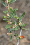 Curl-leaf Mountain Mahogany foliage & blossoms detail