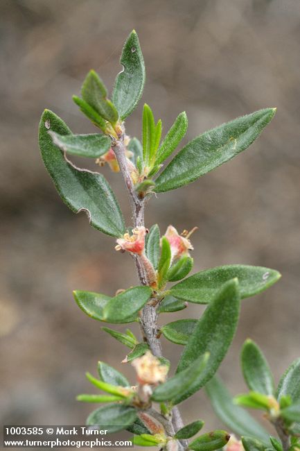Cercocarpus ledifolius