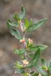 Curl-leaf Mountain Mahogany foliage & blossoms detail
