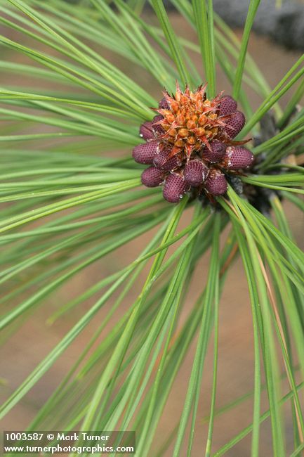 Pinus ponderosa