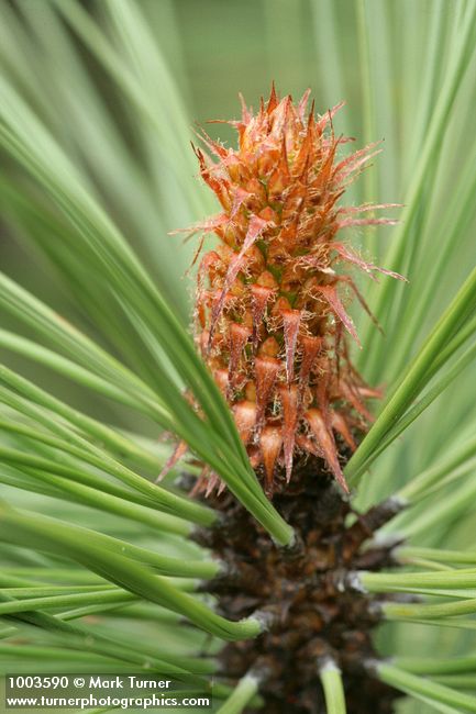 Pinus ponderosa