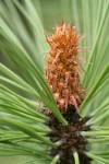 Ponderosa Pine foliage bud detail