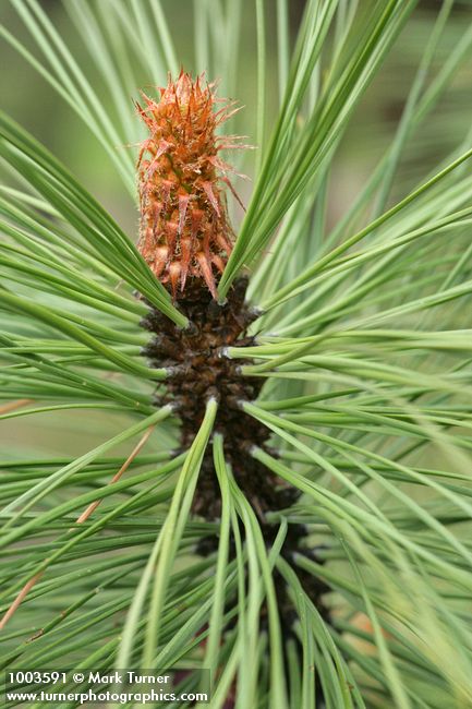 Pinus ponderosa
