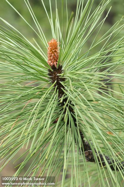 Pinus ponderosa