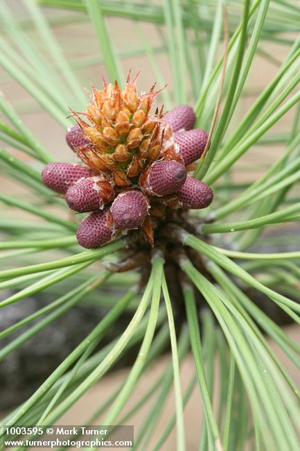 Pinus ponderosa