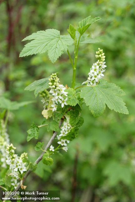 Ribes hudsonianum var. petiolare