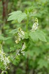 Western Black Currant blossoms & foliage