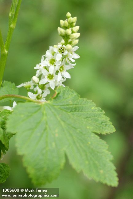 Ribes hudsonianum var. petiolare