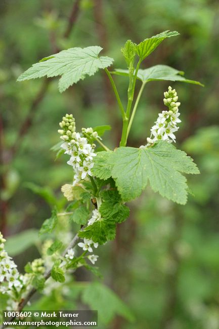 Ribes hudsonianum var. petiolare