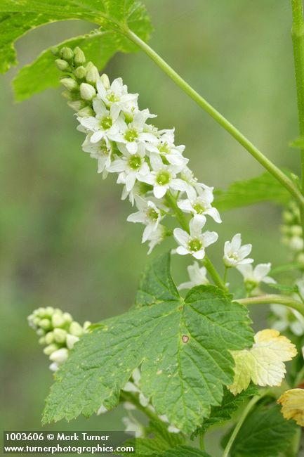 Ribes hudsonianum var. petiolare