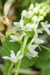 Western Black Currant blossoms & calyx detail showing yellow glands