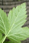 Western Black Currant foliage reverse detail showing yellow glands