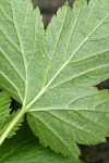 Western Black Currant foliage reverse detail showing yellow glands