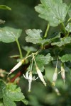 Snow Currant blossoms & foliage