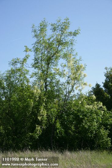 Fraxinus dipetala