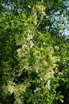 Two Petaled Ash blossoms & foliage