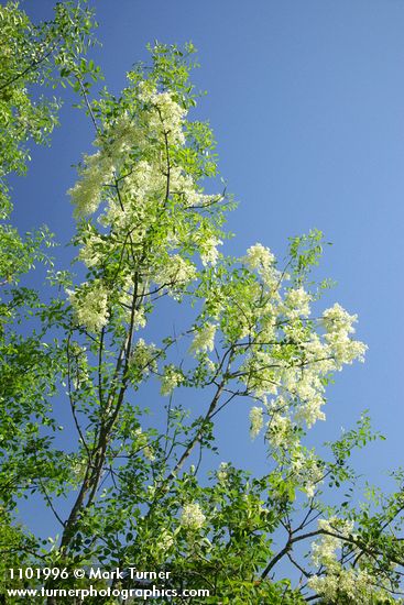 Fraxinus dipetala