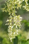 Two Petaled Ash blossoms detail