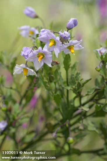 Solanum umbelliferum
