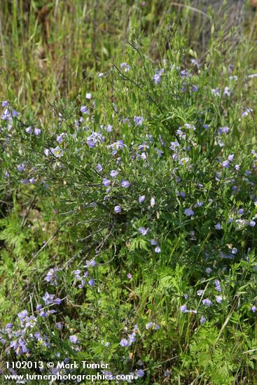 Solanum umbelliferum