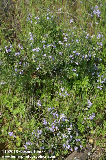 Solanum umbelliferum