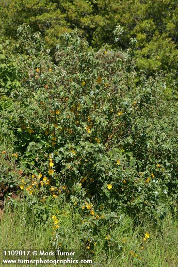 Fremontodendron californicum
