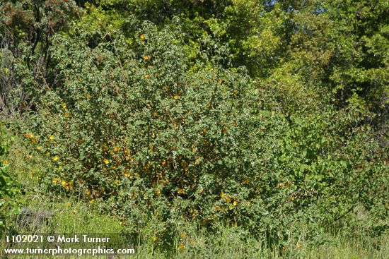 Fremontodendron californicum