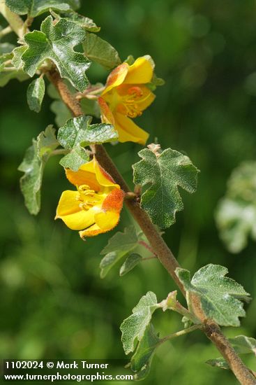 Fremontodendron californicum