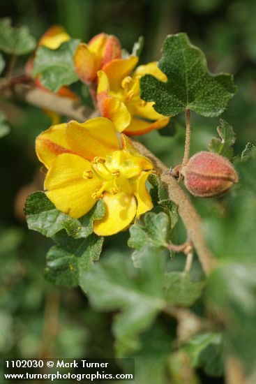 Fremontodendron californicum