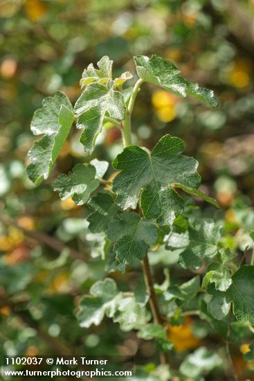 Fremontodendron californicum