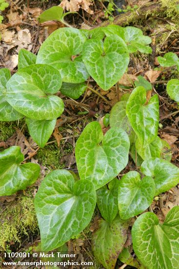 Asarum hartwegii