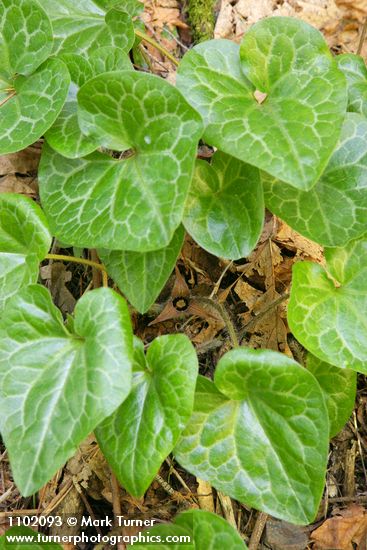 Asarum hartwegii