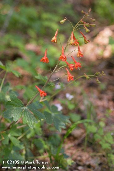 Delphinium nudicaule