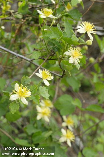 Clematis lasiantha